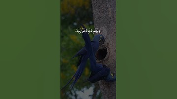 #قرآن #تلاوات #عبدالله_الموسى