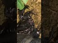 Asian Forest Scorpion Athena hiding under her leaf. #scorpion #arachnid