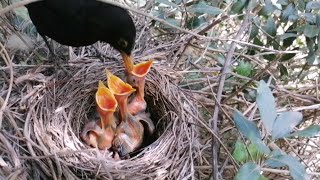 Black Bird Feeding and Nurturing their Nestlings