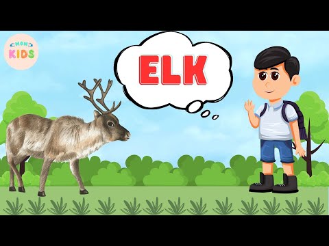 Elk Animal In Spanish