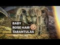 CARING for BABY ROSE HAIR TARANTULAs (a few tips) ~ Welcome to the Tarantula Hobby, guys !!!