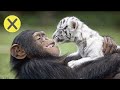 10 Extraños amigos animales