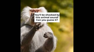 What Animal Makes That Sound? | Zoo In The Car Quiz 3 screenshot 5