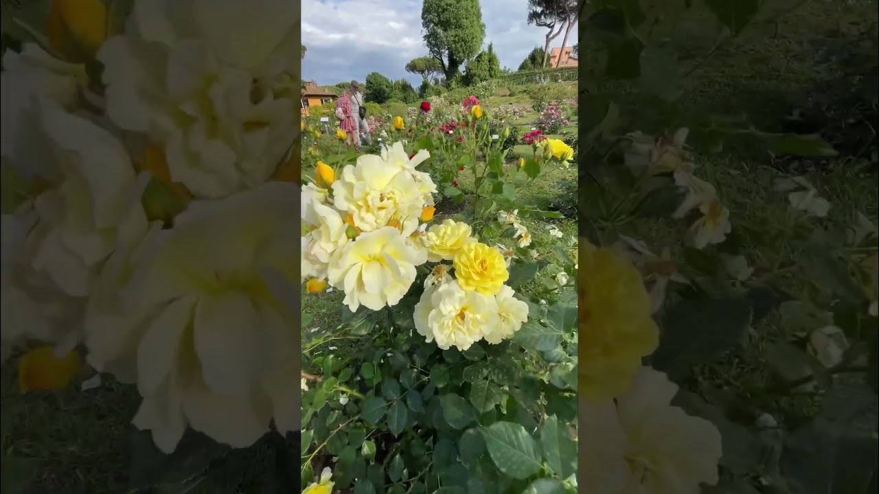 The Rose Garden of Rome opening today!