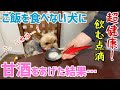 ご飯をなかなか食べてくれない犬に甘酒を作ってあげるとこうなりますｗ【ヨークシャテリアのしんちゃん】