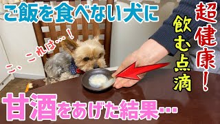 ご飯をなかなか食べてくれない犬に甘酒を作ってあげるとこうなりますｗ【ヨークシャテリアのしんちゃん】