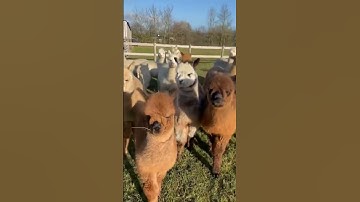 Alpacaly Ever After: A Baby Alpaca Walk on the Farm #shorts #short