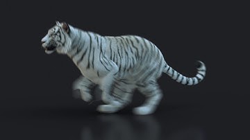 White Bengal Tiger running cycle (Xgen-core)