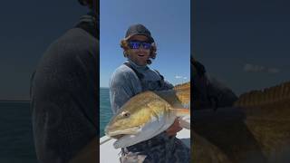 We Found Giant School of Red Drum #redfish