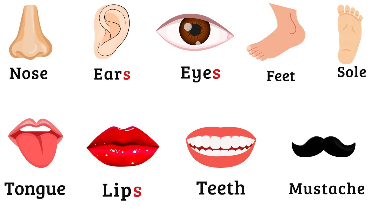 50 Parts Of Body Name Parts Of Body Name With Pictures Parts Of 50-parts-of-body-name-parts-of-body-name-with-pictures-parts-of