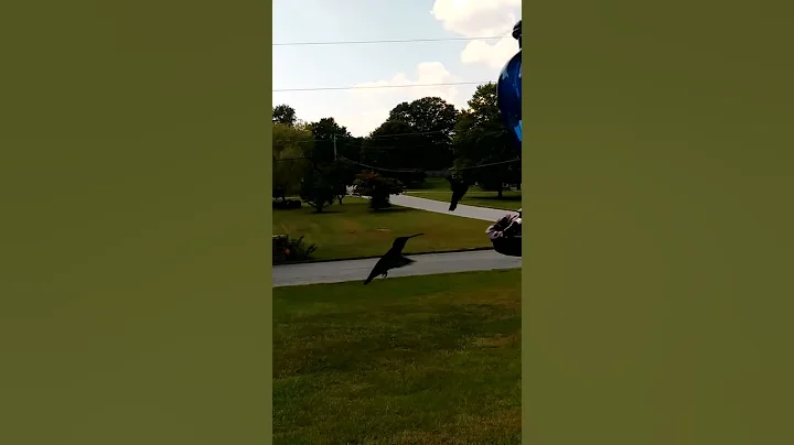 Hummingbird fun(3)
