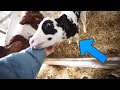 Petting Baby Cows At A Dairy Farm! | Kansas Vlog