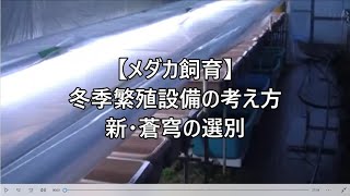 【メダカ飼育】冬季繁殖設備の考え方、新・蒼穹の選別