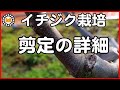 【イチジク栽培】剪定の詳細