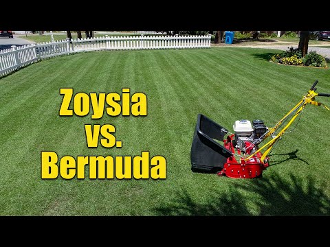 Video: Wie verbreitet man Zoysia-Gras?