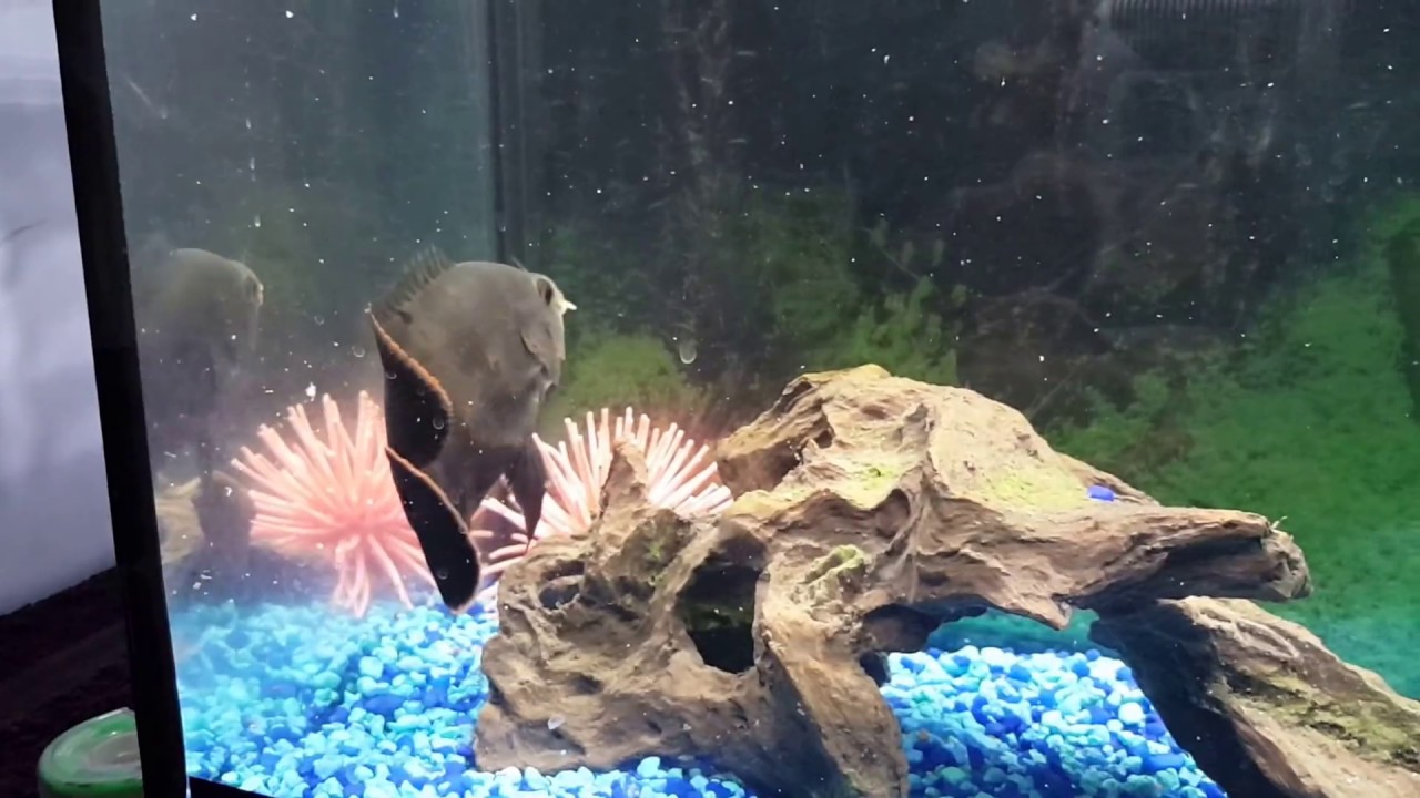 Oscar fish vs crayfish - YouTube Oscar fish vs crayfish - YouTube