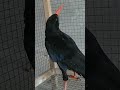 Red Nib Red Foot Black Crow Rare Bread #blackcrow #drcrow #nature #animals #birds #crow