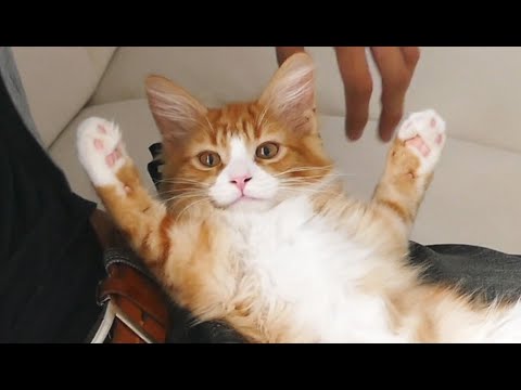 Видео: Лучшее Хаку ♥ Из котёнка во взрослого кота!