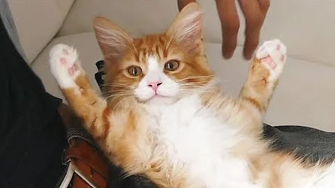 Best of Haku ♡ From kitten to weird cat! - DayDayNews