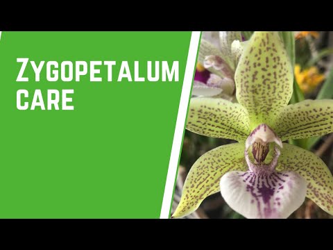 Video: Zygopetalum orkideer: beskrivelse, hjemmeplejemetoder og fotos