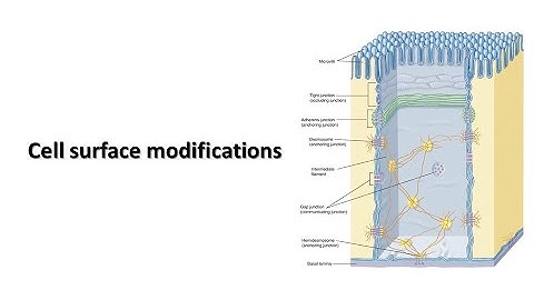 Surface modifications of cells-Prof Dr. Md. Ashfaqur Rahman