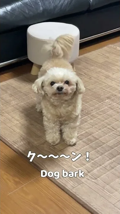 かんさいべんしゃべっt かんさいべんしゃべっt