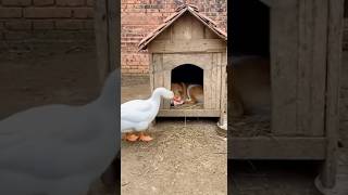 Download Mp3 Mischievous Goose Puts Firecracker in Doghouse, Chaos Erupts! (Goose vs. Dog) #Goose #Dog #Prank Gudang lagu Download Mp3 Mischievous Goose Puts Firecracker in Doghouse, Chaos Erupts! (Goose vs. Dog) #Goose #Dog #Prank
