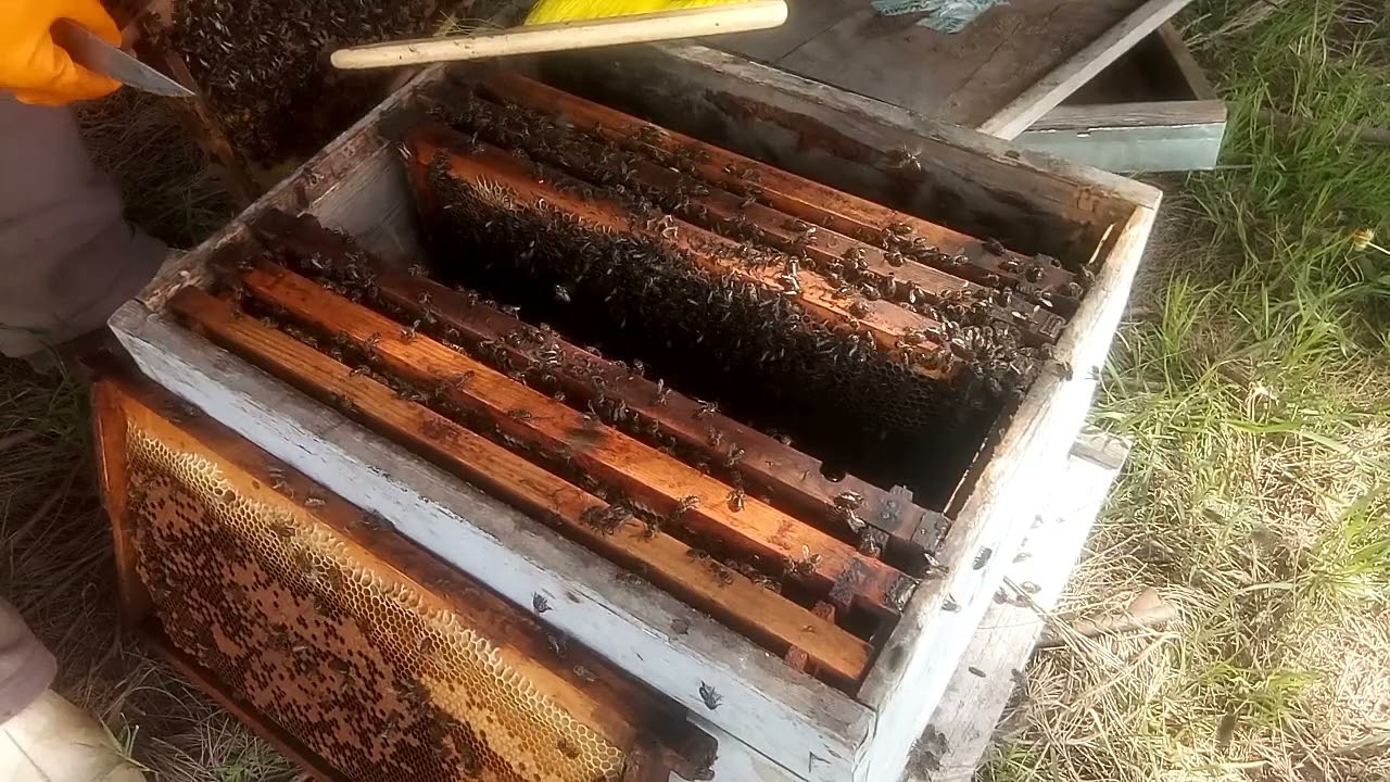 إدخال بيت ملكي على خلية يتيمة