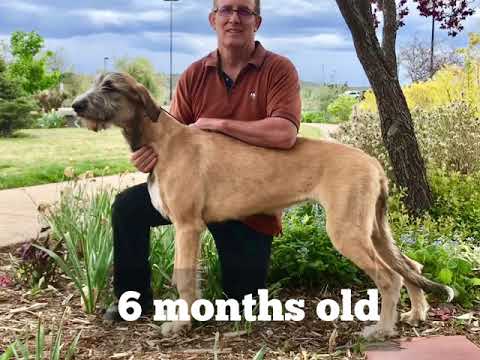 Video: Cara Membeli Anak Anjing Irish Wolfhound