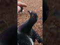 POSH PIGEONS SHORT