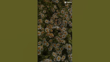 تلاوه هادئه سورة النمل #اكسبلور #لايك