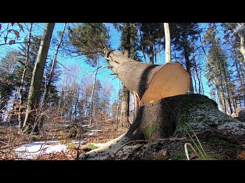 Cutting the Biggest Tree Action - For LOG CABIN