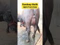 Randeep मलिक की Best Murrah Buffaloes || Buffalo Underwater || Murrah Buffalo Calving (9817131733)