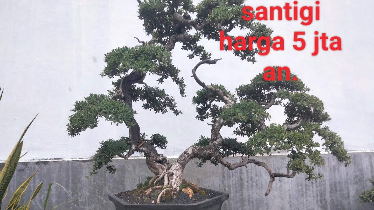 Cek harga santigi 5 juta_an