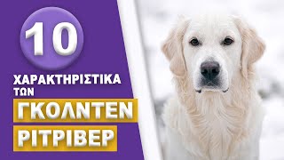 Golden Retriever  10 Χαρακτηριστικά των Γκόλντεν Ριτρίβερ!