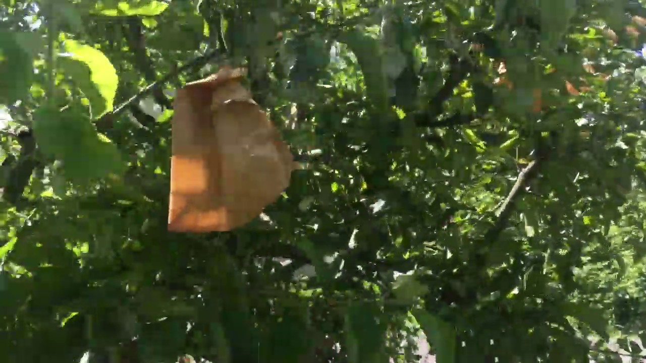 Wrapping apple tree against insect damage. Paper bags, staples, netting ...