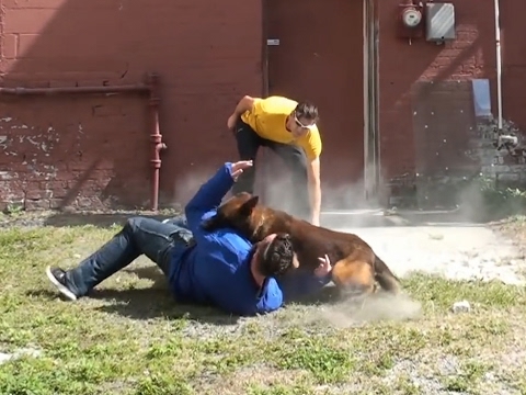 Video: Perros Rastreadores Entrenados Para Ayudar A Proteger A Las Abejas En Maryland