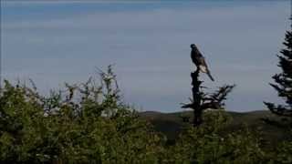 Northern Goshawk Attack, Kilbride, Newfoundland