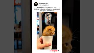 Sarı Kulamın Içinden Bişe Çıktı