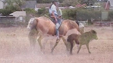 Ride your horse using clicker training