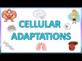 Cell Adaptations : Pathology -   Hypertrophy, Hyperplasia, Atrophy & Metaplasia