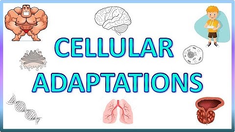 Cell Adaptations : Pathology -   Hypertrophy, Hyperplasia, Atrophy & Metaplasia