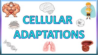 Cell Adaptations : Pathology -  Hypertrophy, Hyperplasia, Atrophy & Metaplasia