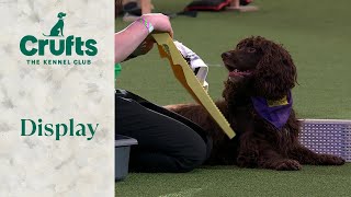 Talented Dogs = Wholesome content! 🐶❤️ Dog Activities Display | Crufts 2024