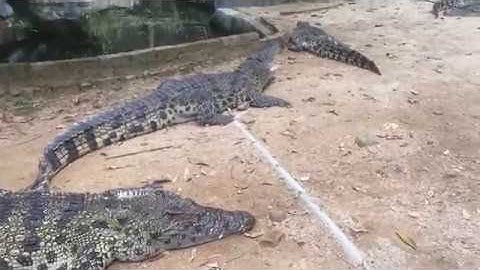 Du Lịch Hồ Núi Cốc Tập 2 | Trò Chơi Và Vườn Thú | Hành Trình Ẩm Thực