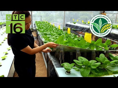 Độc đáo mô hình trồng rau không cần đất | VTC16
