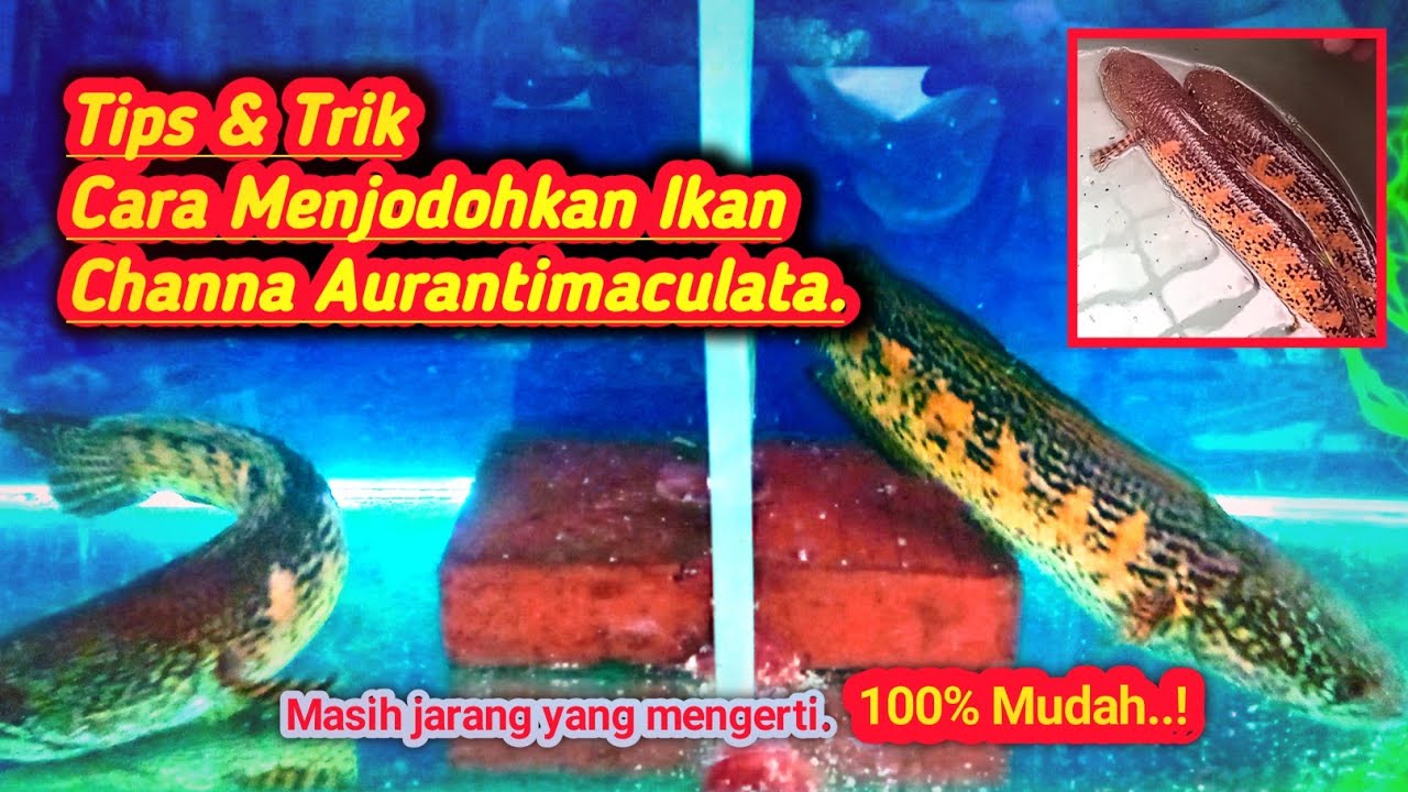 🔴 Cara Menjodohkan Ikan Channa AURANTI #channa #channaauranti #snakehead #predatorfish#breeding