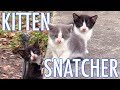 The Kitten Snatcher! - Cat Man Chris