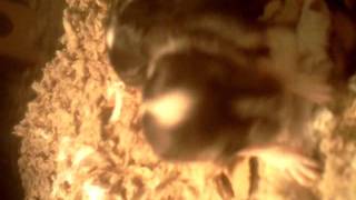 2 weeks old gerbils