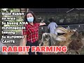 Rabbit farming  importanted rabbit  giant rabbit  negosyo philippines  justmj garin